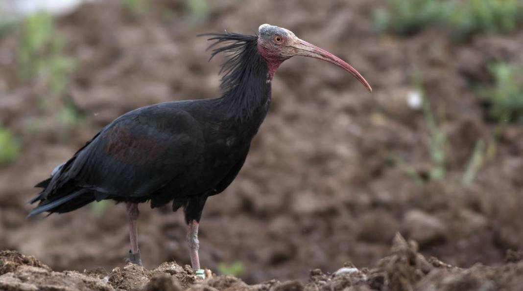 Anadolu Parsını avlayanlar yandı! Cezası 30 milyon lira - Resim: 10